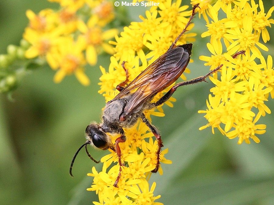 Sphecidae: Sphex flavipennis. Pi confacente S. funerarius, femmina
